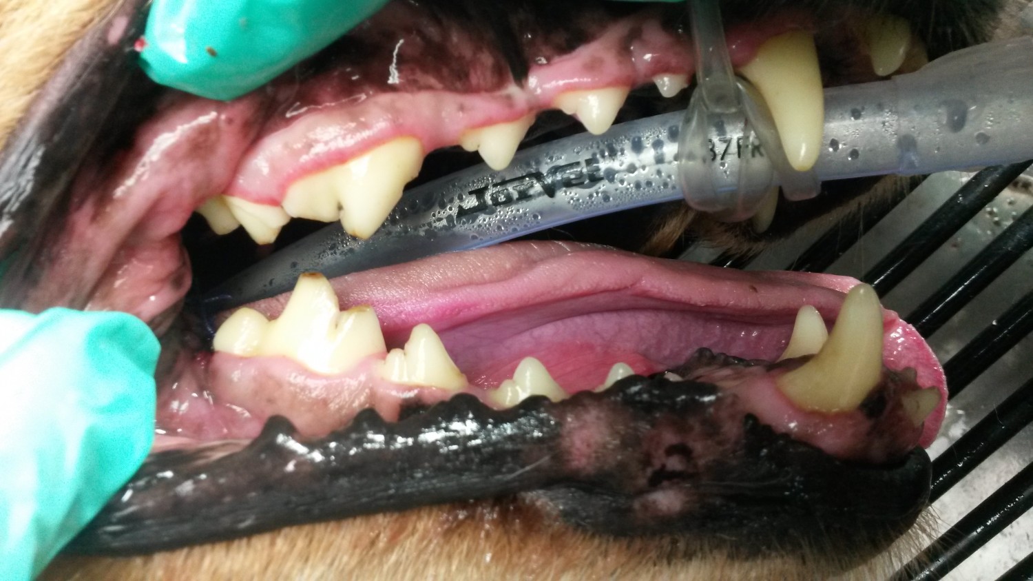 After Dental Cleaning After Dental Cleaning