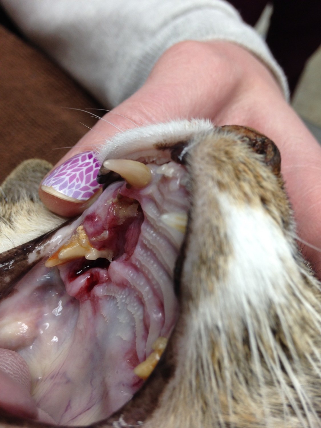 Cat with large ulceration exposing nasal cavity