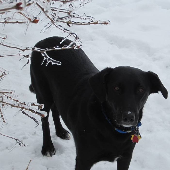 Gus in the snow