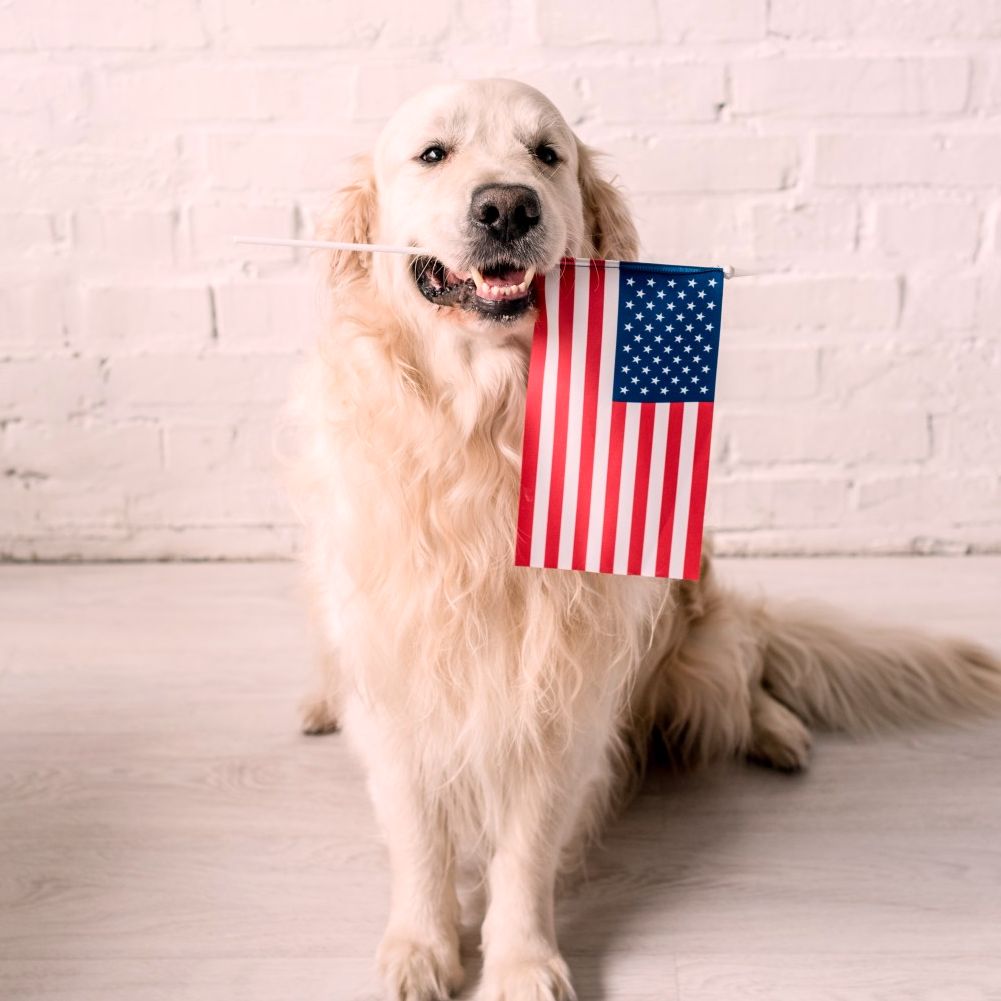 American Flag Dog