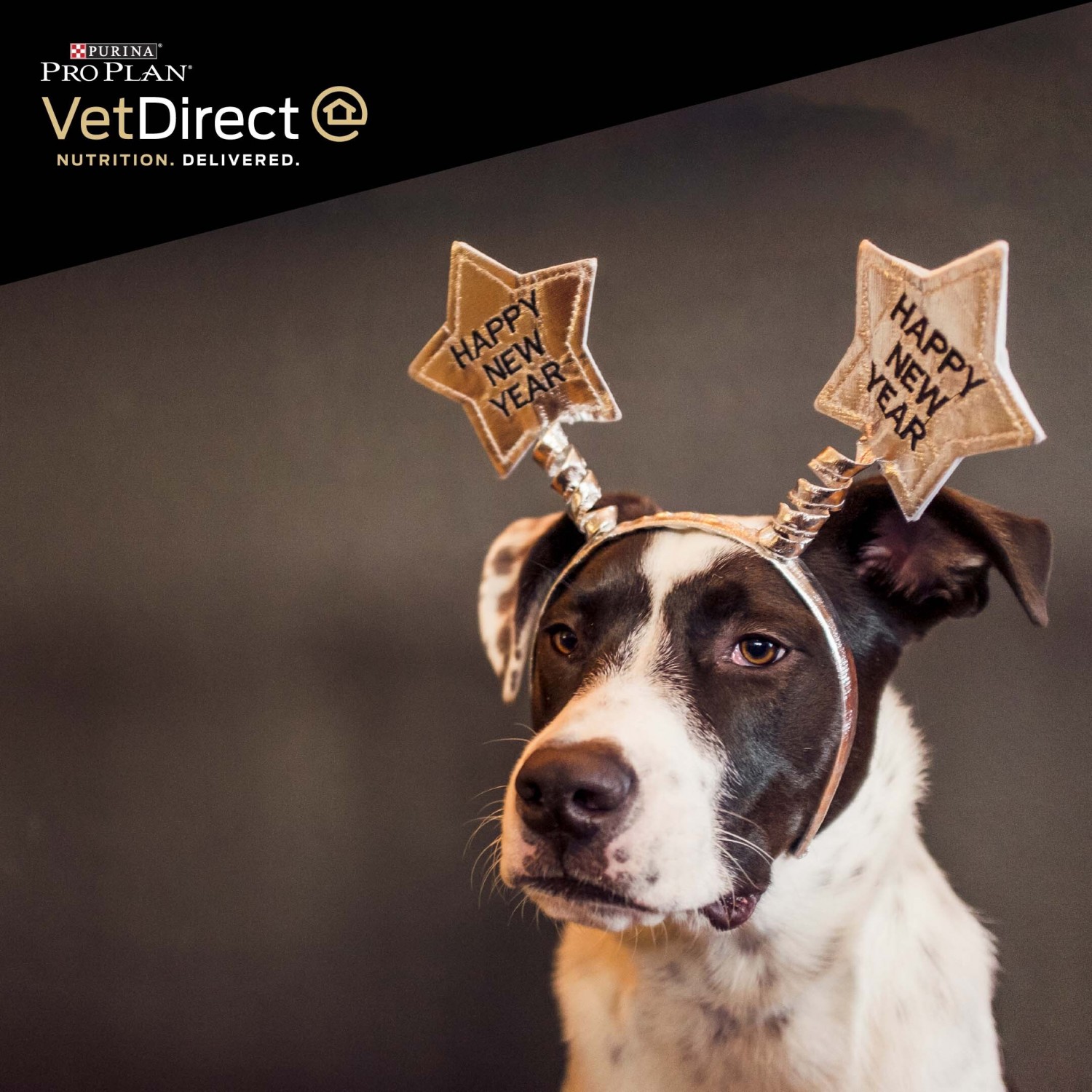 VetDirect Banner