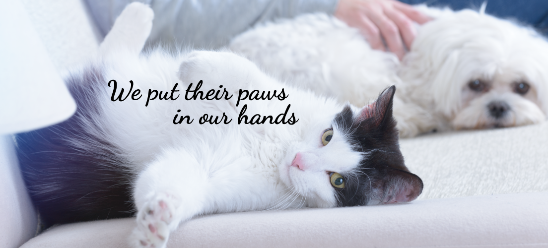 We put their paws in our hands